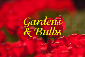 Gardens & Bulbs photo